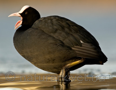 BB 05 0288 / Fulica atra / Sothøne